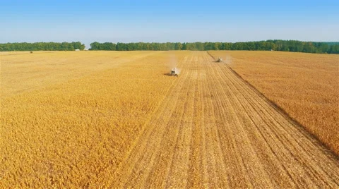 Harvesters Work on Cornfield 動画素材 58800574