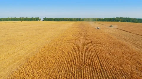 Harvesters Work on Cornfield Stock-Footage 58800662