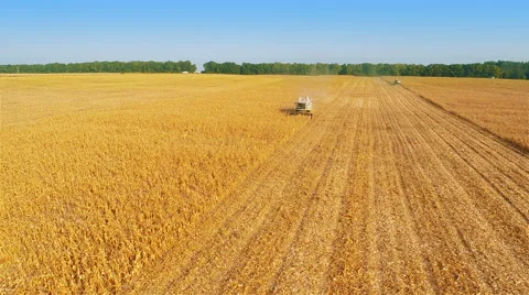 Harvesters Work on Cornfield 動画素材 58800679