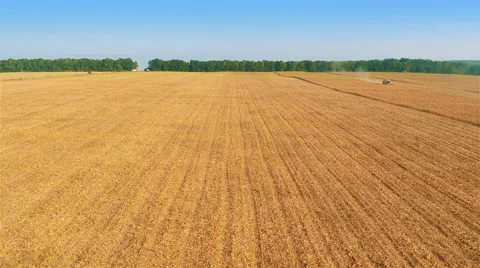 Harvesters Work on Cornfield Stock-Footage 58800703