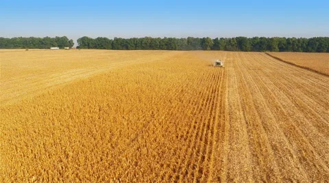 Harvesters Work on Cornfield 스톡 동영상 58800723