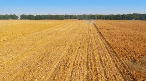 Harvesters Work on Cornfield Vídeo Stock 58800881