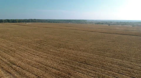 Harvesters Work on Cornfield 스톡 동영상 58801048
