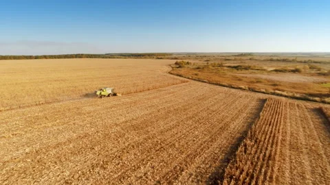 Harvesters work on cornfield Stock Footage 100660794