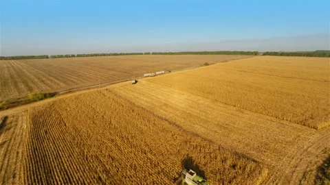 Harvesters work on cornfield Stock Footage 100660861