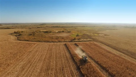 Harvesters work on cornfield Stock Footage 100660877