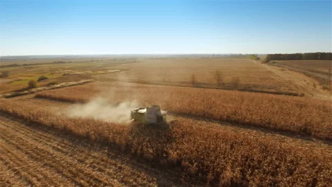 Harvesters work on cornfield Stock Footage 100660899