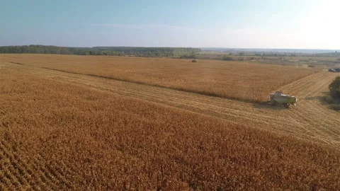 Harvesters work on cornfield Stock Footage 100660945