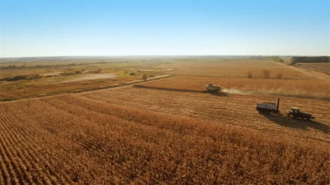 Harvesters work on cornfield Stock Footage 100660980