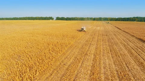 Harvesters work on cornfield Stock Footage 100661063