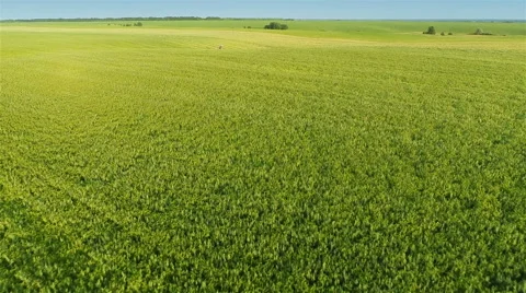 Harvesters Work on Green Field Stock-Footage 64737522