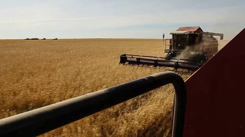 Harvesters working in the fields. Wheat field. View from a neighboring havester Stock Footage 73079118