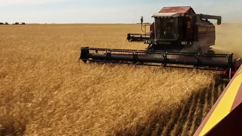 Harvesters working in the fields. Wheat field. View from a neighboring havester Stock Footage 73079624