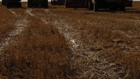 Harvesters working in the fields. Wheat Stock Footage 73073970