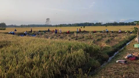 Harvesting is the activity of stacking or collecting ripe rice grains from rice Stock Footage 247156332