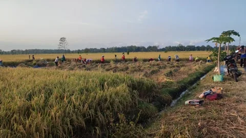 Harvesting is the activity of stacking or collecting ripe rice grains from rice Stock Footage 247156434