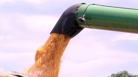 Harvesting and load a Cornfield in SC, Brazil. Video stock 36074872