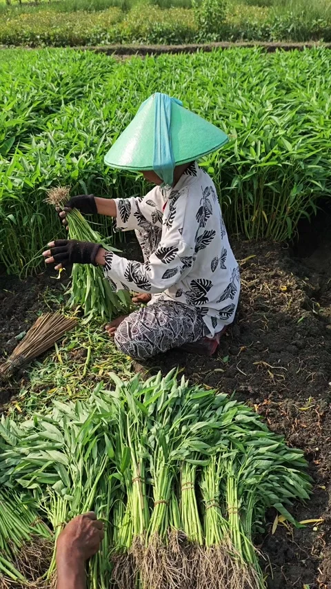 Harvesting and piling up the vegetables Stock Footage 274402682