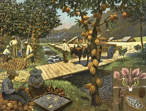 Harvesting and processing of cockao. In the background and on the left, workers Stock Illustration