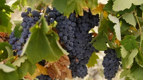 Harvesting and processing of grapes Stock Footage 112192593