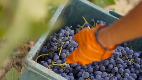Harvesting and processing of grapes Stock Footage 112192661
