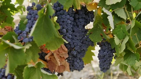 Harvesting and processing of grapes Stock Footage 112192725