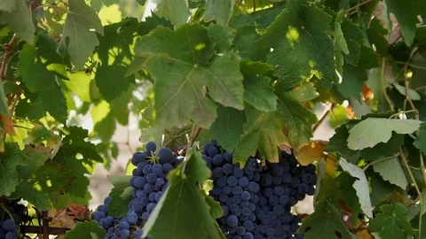 Harvesting and processing of grapes Stock Footage 112192731