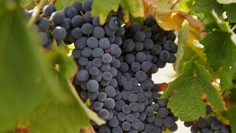 Harvesting and processing of grapes Stock Footage 112192770