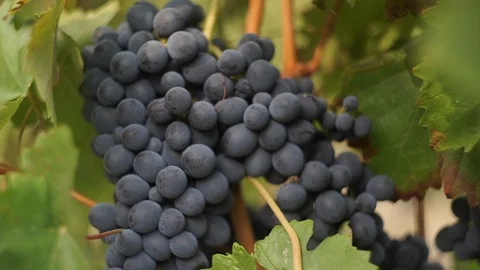 Harvesting and processing of grapes Stock Footage 112193054