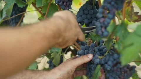 Harvesting and processing of grapes Stock Footage 112193143