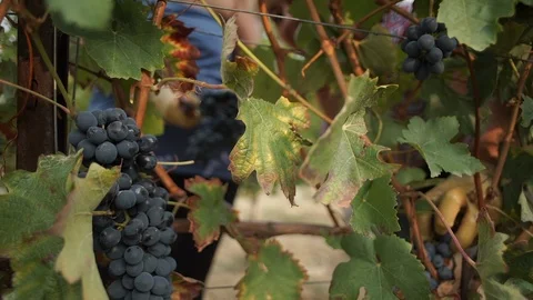Harvesting and processing of grapes Stock Footage 112193272