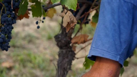 Harvesting and processing of grapes Stock Footage 112193329