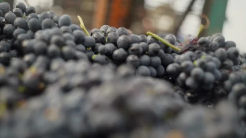 Harvesting and processing of grapes Stock Footage 112193333