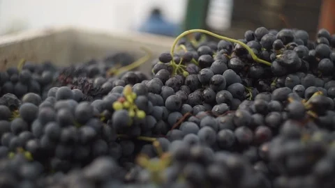 Harvesting and processing of grapes Stock Footage 112193389