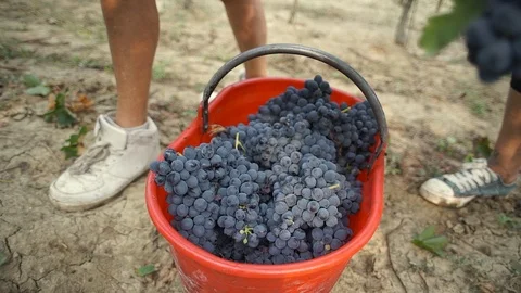 Harvesting and processing of grapes Stock Footage 112193636