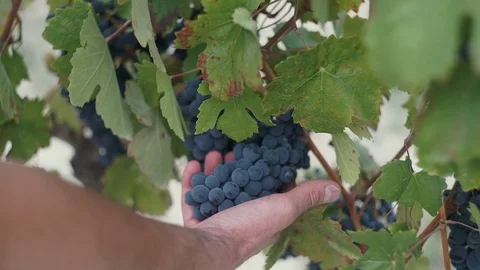 Harvesting and processing of grapes Stock Footage 112193875