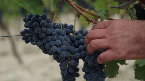 Harvesting and processing of grapes Stock Footage 112194515