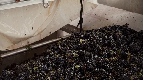 Harvesting and processing of grapes Stock Footage 112194525