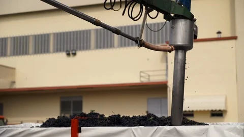 Harvesting and processing of grapes Stock Footage 112194959