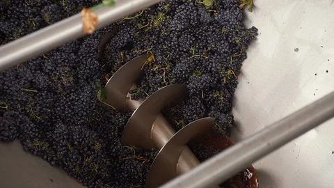 Harvesting and processing of grapes Stock Footage 112194976