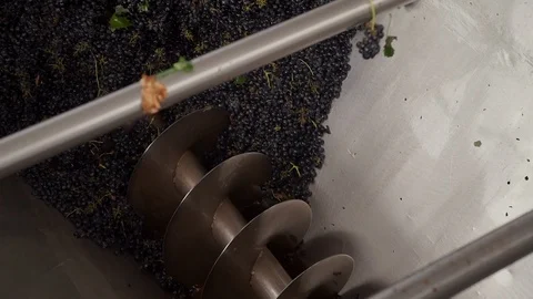 Harvesting and processing of grapes Stock Footage 112195317