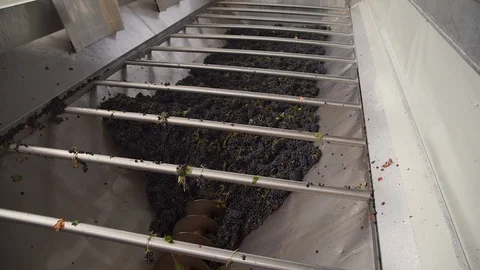 Harvesting and processing of grapes Stock Footage 112195403