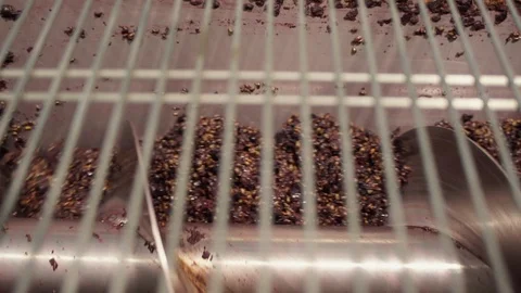 Harvesting and processing of grapes Stock Footage 112196571