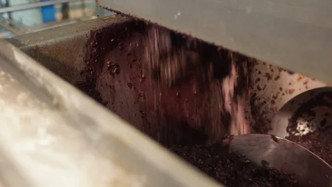 Harvesting and processing of grapes Stock Footage 112196743