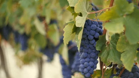 Harvesting and processing of grapes Stock Footage 112197180