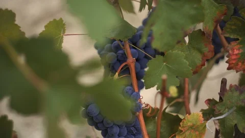 Harvesting and processing of grapes Stock Footage 112197185