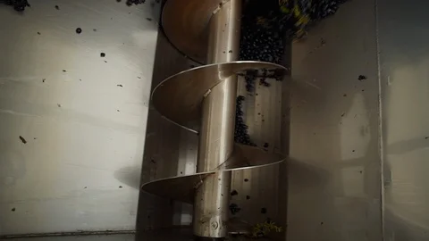 Harvesting and processing of grapes Stock Footage 112197261