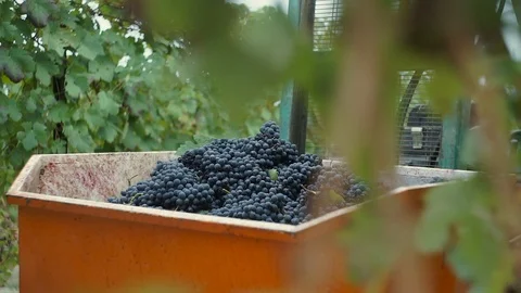 Harvesting and processing of grapes Stock Footage 112197694