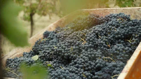 Harvesting and processing of grapes Stock Footage 112197963