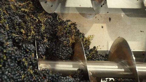 Harvesting and processing of grapes Stock Footage 112198517